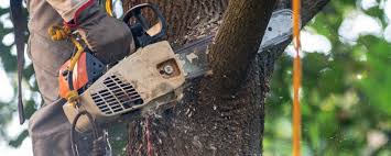 Tree and Shrub Care in Chantilly, VA