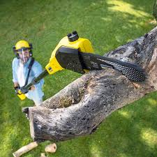 Best Tree Maintenance Programs  in Chantilly, VA