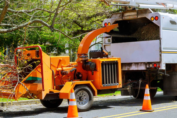 Best Fruit Tree Pruning  in Chantilly, VA