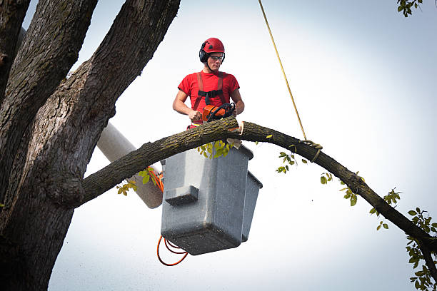 Best Hedge Trimming  in Chantilly, VA